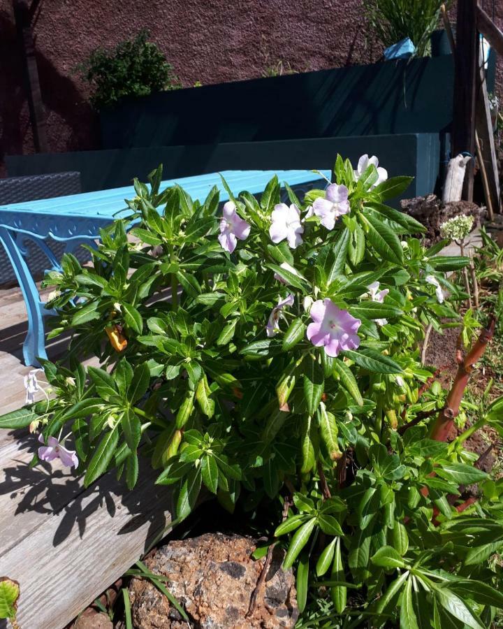 Casa Benedita 蓬塔杜帕戈 外观 照片